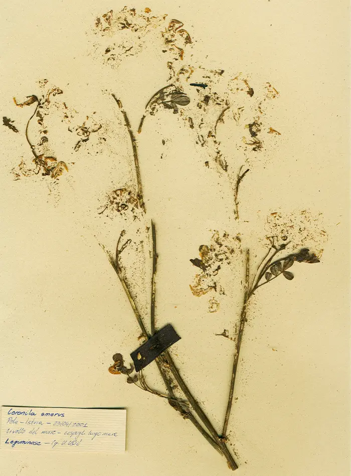 Margherita-Pevere-Herbarium-Coronila-emerus