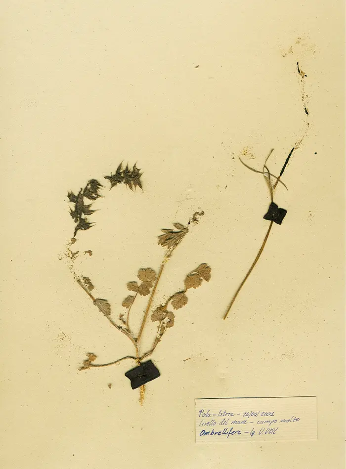 Margherita-Pevere-Herbarium-Ombrellifere