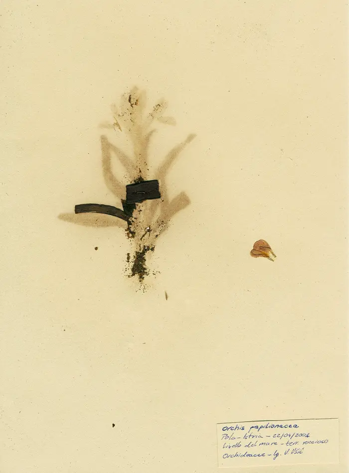 Margherita-Pevere-Herbarium-Orchis-papilionacea