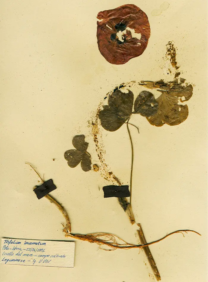 Margherita-Pevere-Herbarium-Trifolium-incamatum