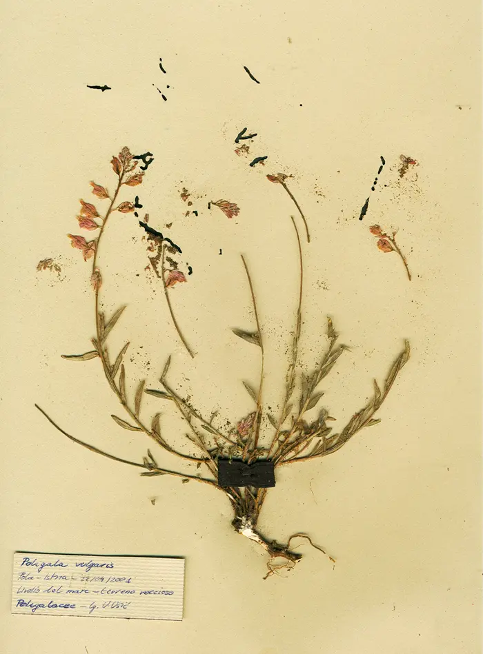 Margherita-Pevere-Herbarium-poligala-vulgaris